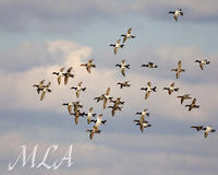 Canvasbacks in the sky.