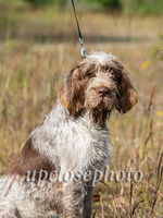 SPINONE