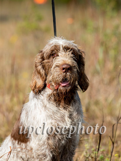 Spinone1_073_G19F
