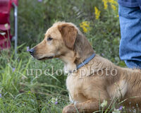 06_Carter_003_GLD22_pup_w