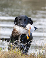 GA/FL Field Trial Club- Duck Dog 2024