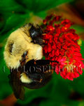 Bumble Bee on Crimson clover