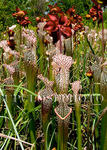 White-topped Pitcher plant