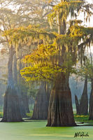 Old Growth Cypress