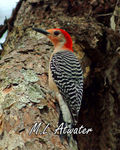 Red-Bellied WoodpeckerWm