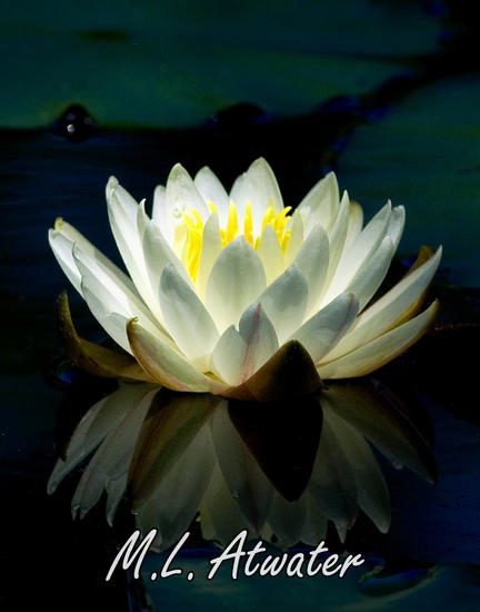 Fragrant white water lily