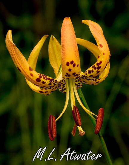 Panhandle Lily