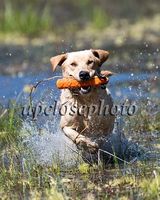 Victor_011_031518_w