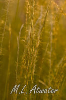 Wiregrass Aglow