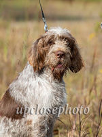 Spinone1_021_G19F