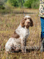Spinone1_007_G19F