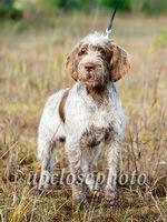 Spinone1_042_G19F