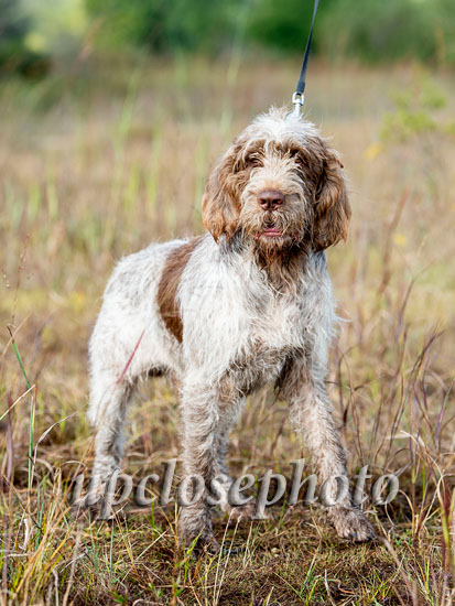 Spinone1_045_G19F
