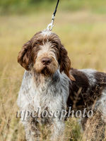 Spinone2_005_G19F