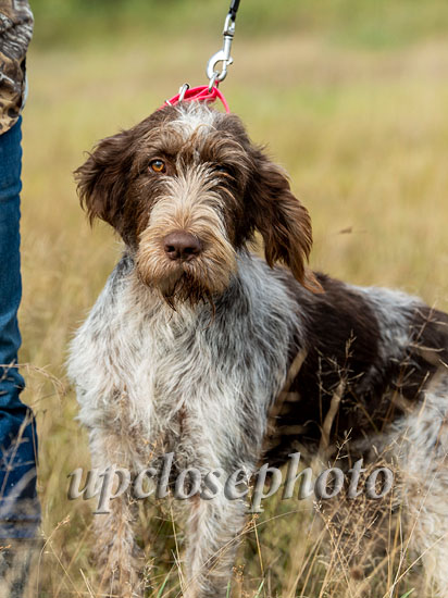 Spinone2_001_G19F