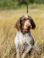Spinone2_014_G19F