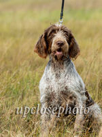 Spinone2_031_G19F