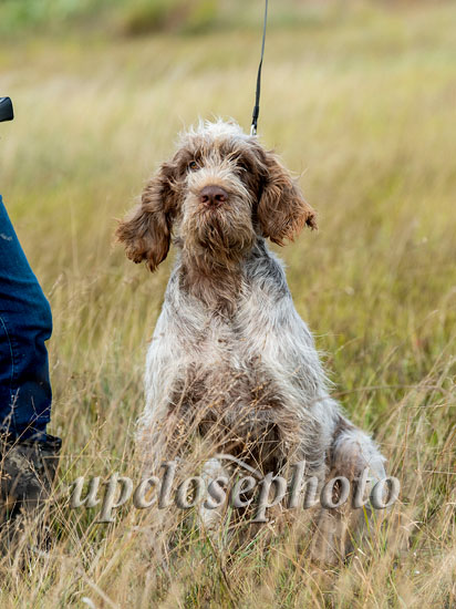 Spinone3_022_G19F