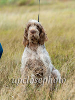 Spinone3_025_G19F