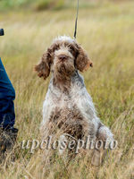 Spinone3_022_G19F
