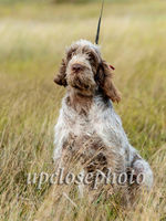 Spinone3_029_G19F