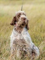 Spinone3_034_G19F