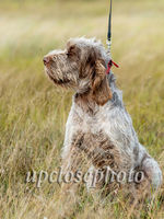 Spinone3_042_G19F