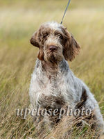 Spinone3_051_G19F